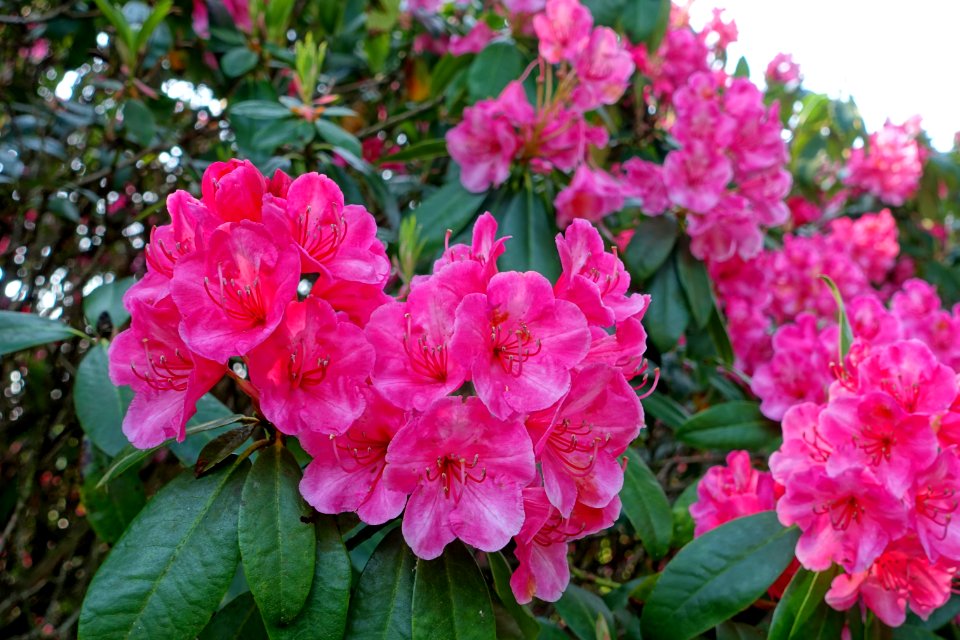 Rhododendron 'Corona' - Sheffield Park and Garden - East Sussex, England - DSC05400