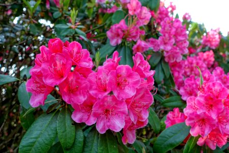 Rhododendron 'Corona' - Sheffield Park and Garden - East Sussex, England - DSC05400