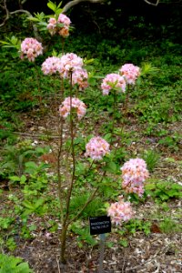 Rhododendron 'Helena Evelyn' - Hillier Gardens - Romsey, Hampshire, England - DSC04665