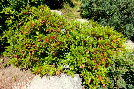 Rhododendron 'Checkmate' - Asticou Azalea Garden - Northeast Harbor, Maine - DSC03596