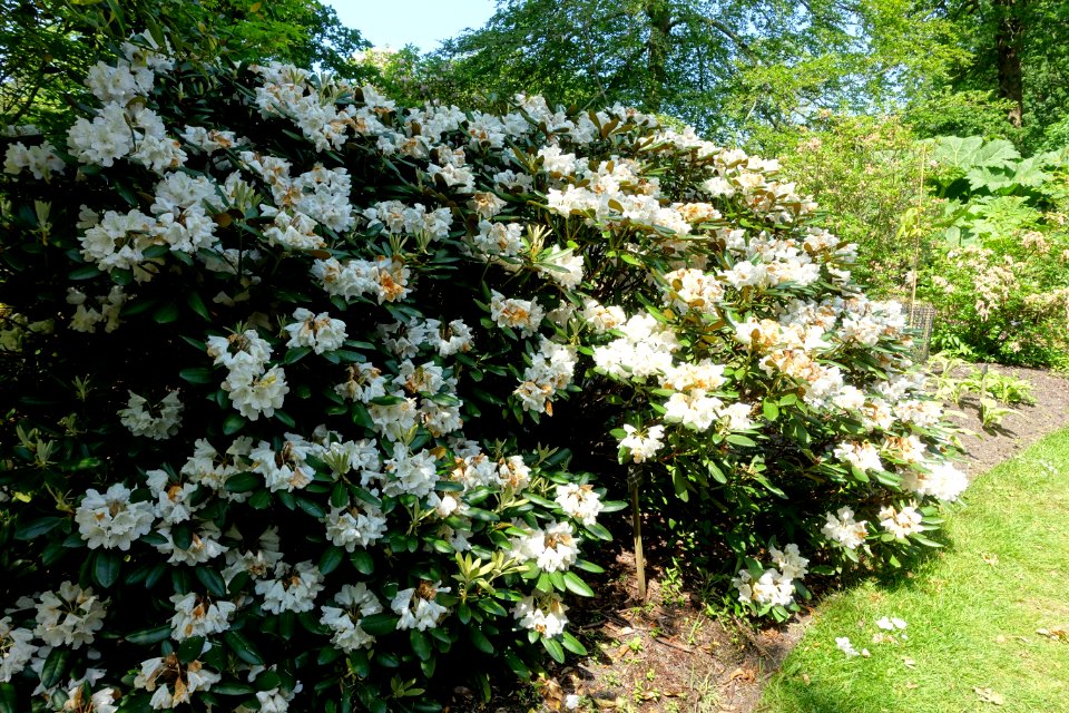 Rhododendron 'Blankenese' - Savill Garden - Windsor Great Park, England - DSC06295