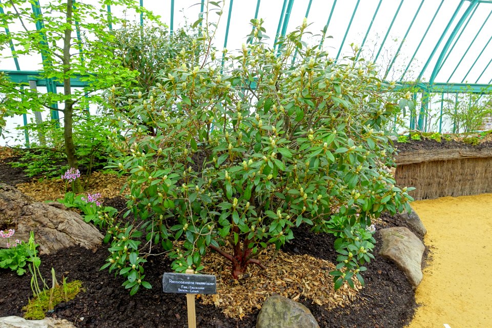 Rhododendron 'Fragrantissimum' - Laeken Royal Greenhouses - Royal Castle of Laeken - Brussels, Belgium - DSC07276
