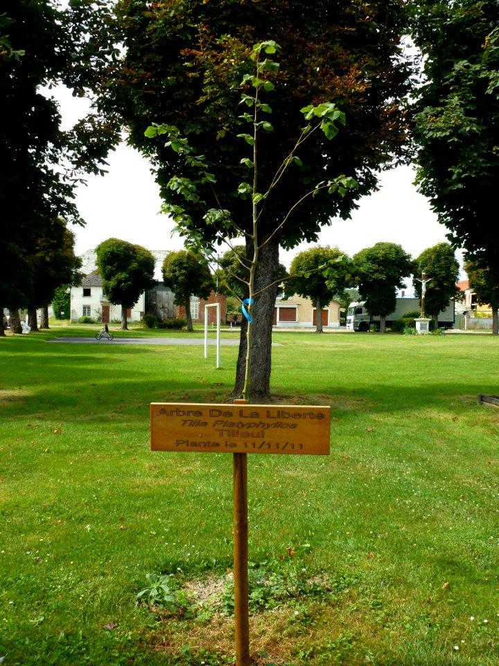 Renneville (Ardennes) Arbre de la Liberté