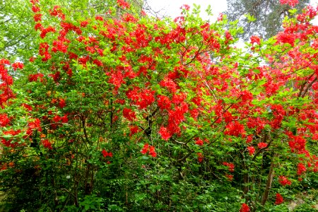 Rhododendron 'H. H. Hunnewell' - Hillier Gardens - Romsey, Hampshire, England - DSC04905