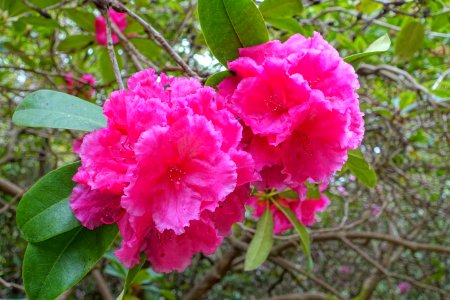 Rhododendron 'Goliath' - Hillier Gardens - Romsey, Hampshire, England - DSC04945