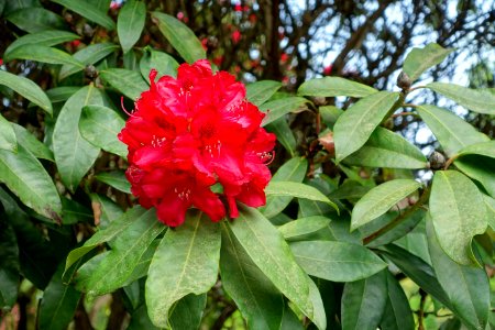 Rhododendron 'Doncaster' - Sheffield Park and Garden - East Sussex, England - DSC05560