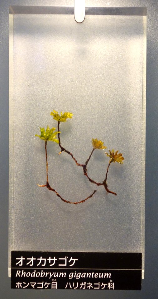 Rhodobryum giganteum - National Museum of Nature and Science, Tokyo - DSC06826
