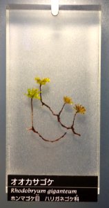 Rhodobryum giganteum - National Museum of Nature and Science, Tokyo - DSC06826