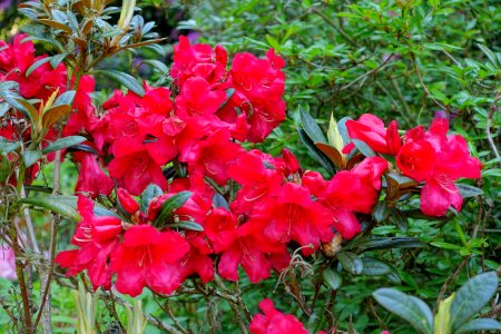 Rhododendron 'Fred Peste' - Savill Garden - Windsor Great Park, England - DSC06054