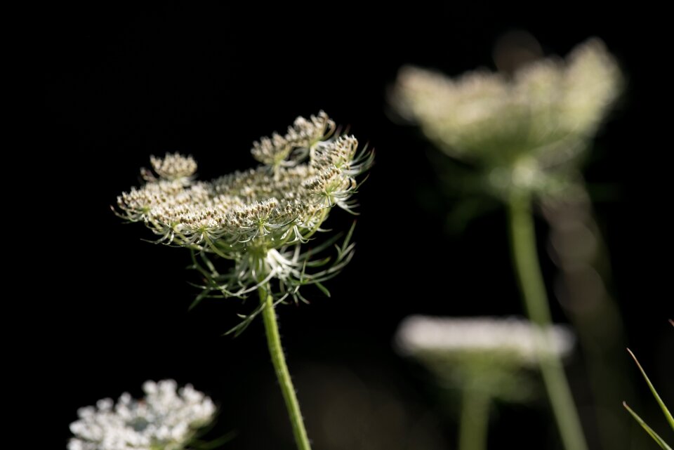 White white blossom wild plant