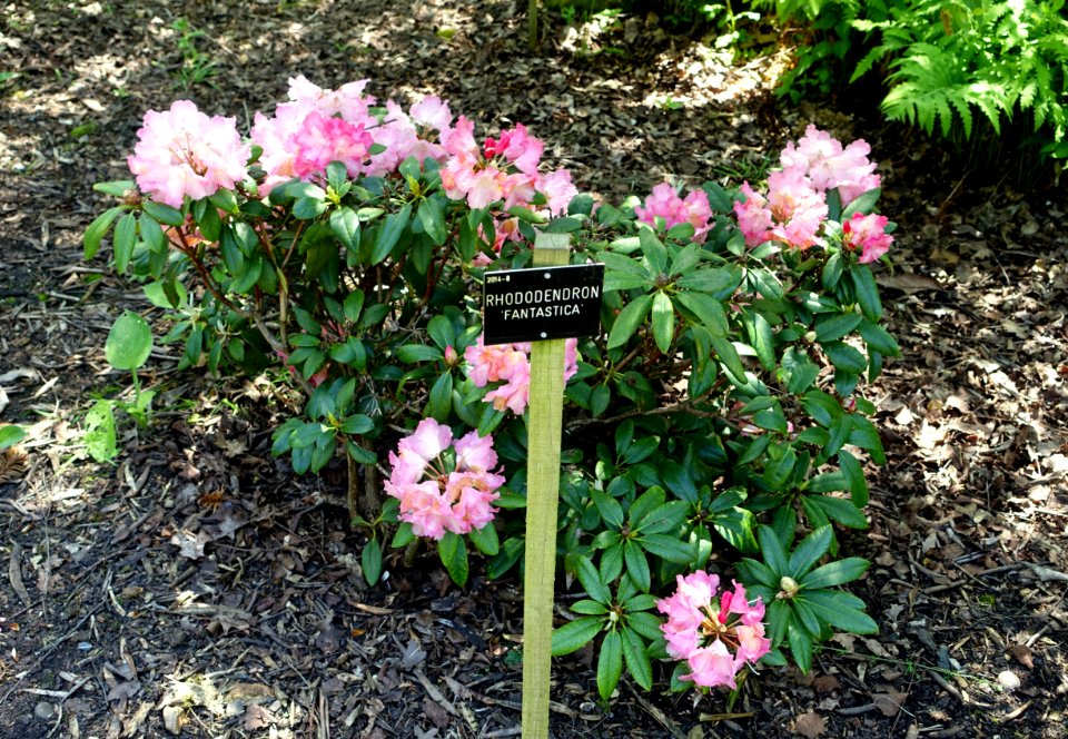 Rhododendron 'Fantastica' - Savill Garden - Windsor Great Park, England - DSC06267