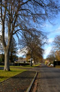 Rennerod, Lindenallee am Friedhofsweg (1)