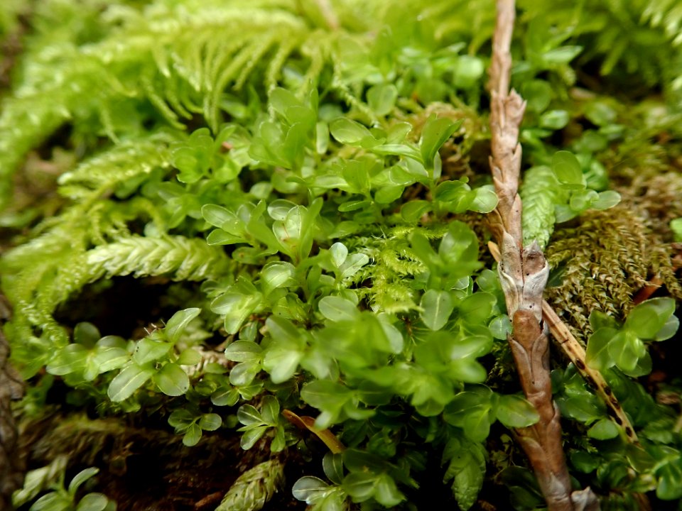 Rhizomnium glabrescens 126780483