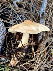 Rhodocollybia butyracea 32548927