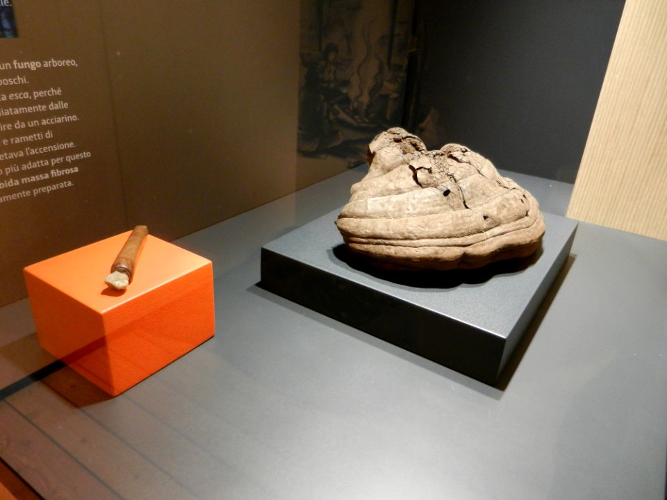 Reperti Museo delle palafitte di Fiavè 14