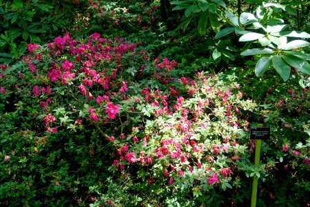 Rhododendron 'Advance' - Savill Garden - Windsor Great Park, England - DSC06186