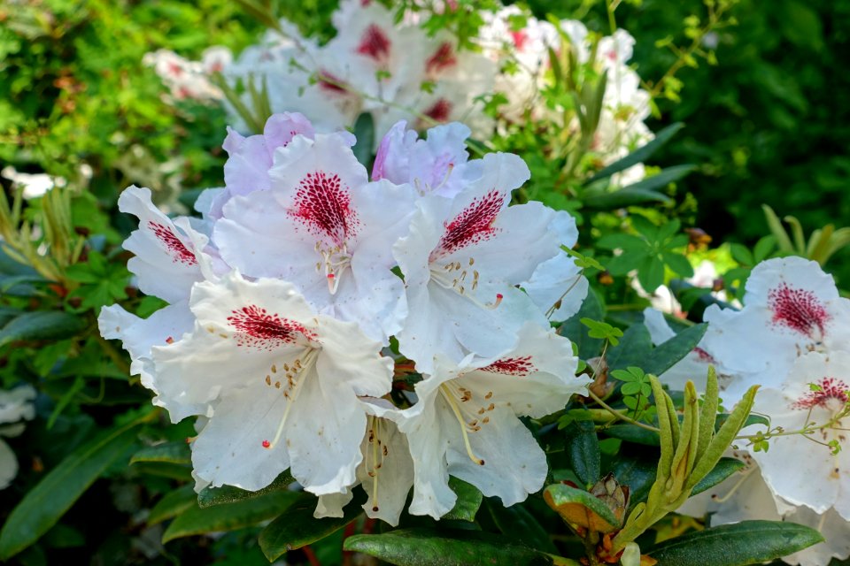 Rhododendron 'Harkwood Premiere' - Savill Garden - Windsor Great Park, England - DSC06144