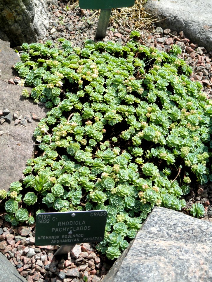Rhodiola pachyclados - Copenhagen Botanical Garden - DSC07494