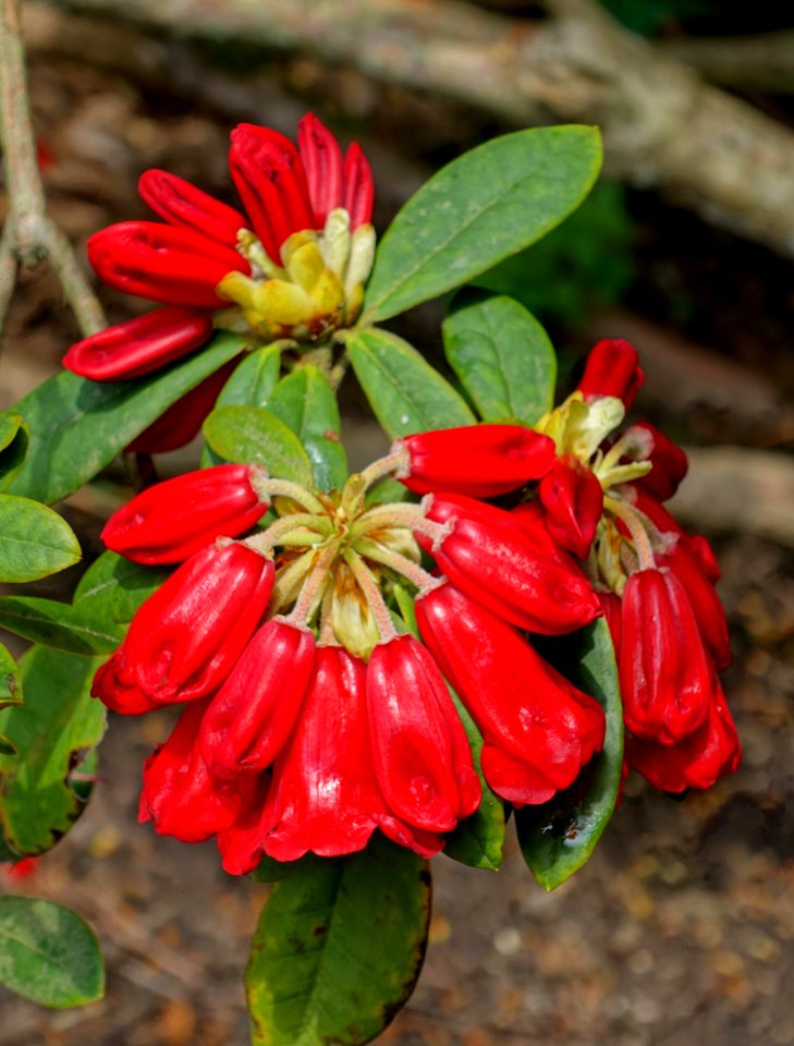 Rhododendron 'Grosclaude' - Savill Garden - Windsor Great Park, England - DSC06374
