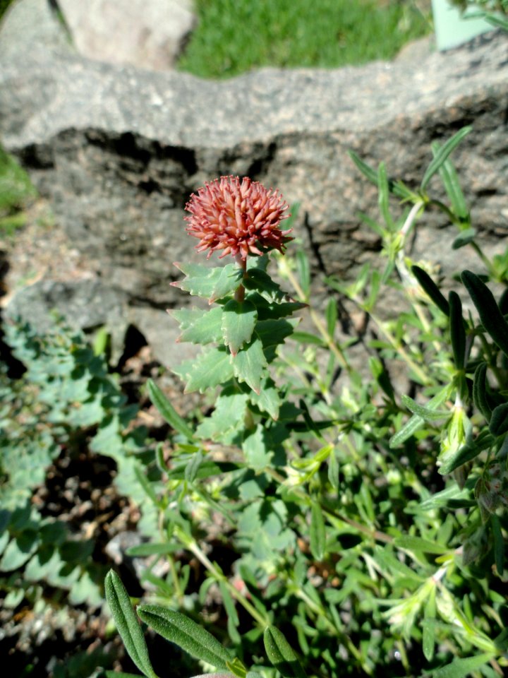 Rhodiola heterodonta - Copenhagen Botanical Garden - DSC07467