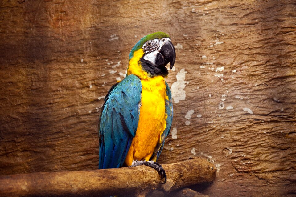 Tropical bird nature
