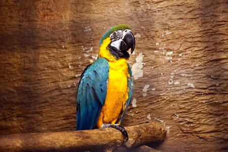 Tropical bird nature