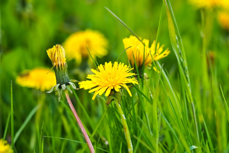 Bloom plant nature