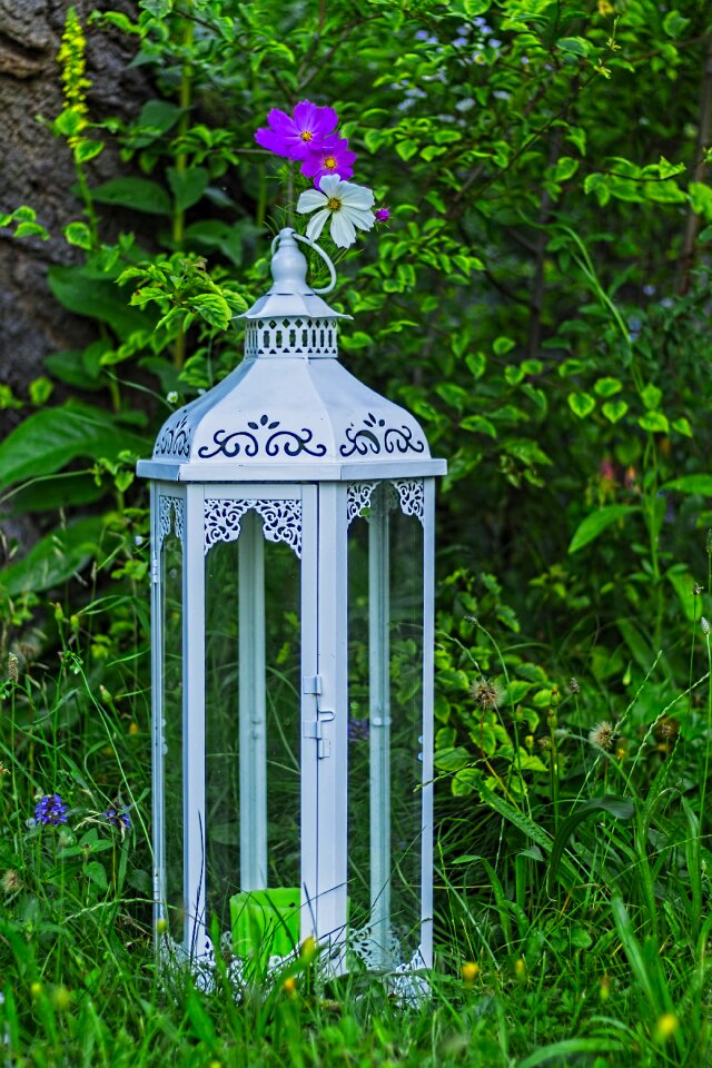 Deco decoration como bipinnatus