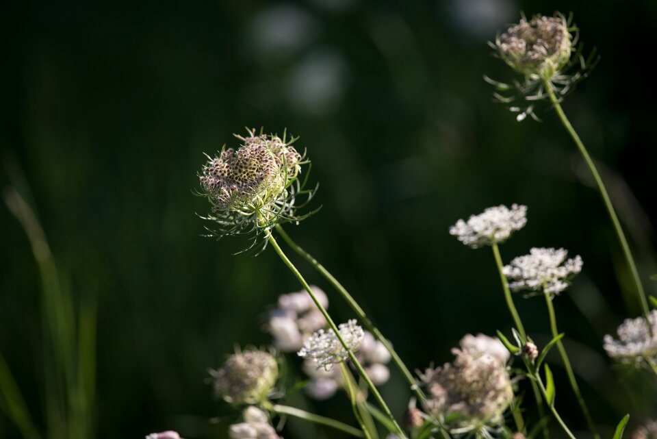 White white blossom wild plant