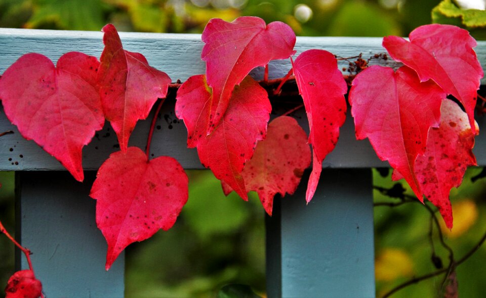 Colors of autumn colorful leaves fall color