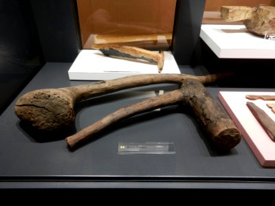 Reperti Museo delle palafitte di Fiavè 36