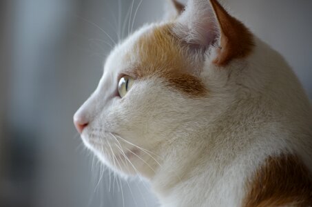 Cat portrait nature