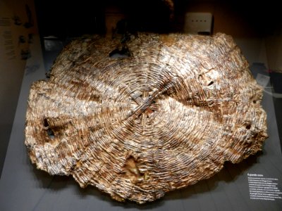 Reperti Museo delle palafitte di Fiavè 19