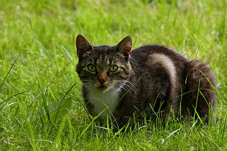 Domestic cat felis silvestris catus gray white tabby