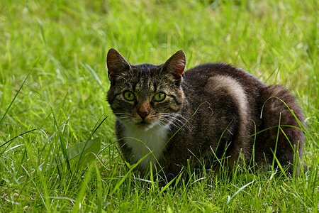 Domestic cat felis silvestris catus gray white tabby photo