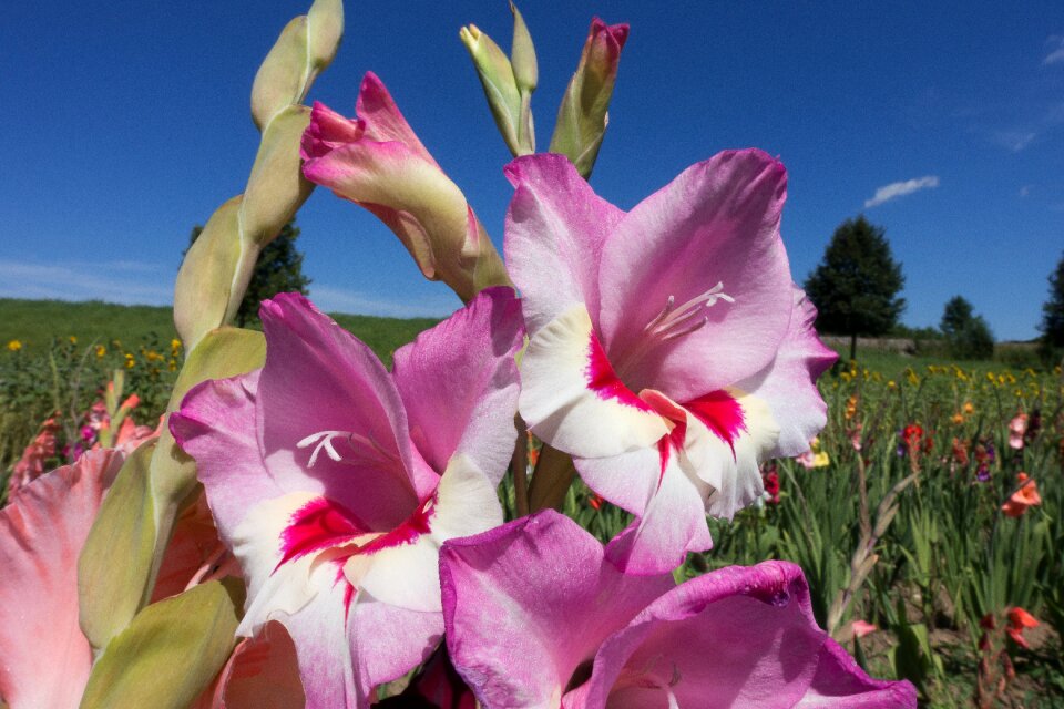 Purple tender pink
