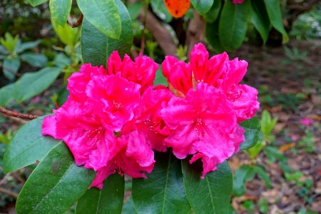 Rhododendron 'Goliath' - Hillier Gardens - Romsey, Hampshire, England - DSC04947
