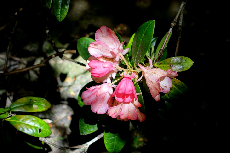 Rhododendron 'Bambi' - Savill Garden - Windsor Great Park, England - DSC06086