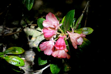 Rhododendron 'Bambi' - Savill Garden - Windsor Great Park, England - DSC06086