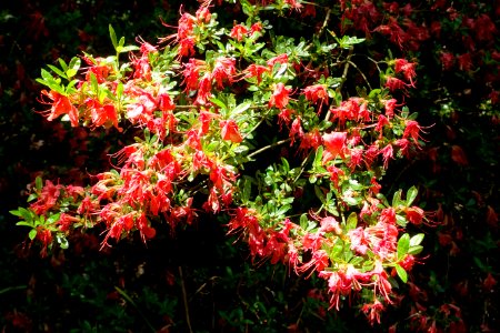Rhododendron 'Ambrosia' - Savill Garden - Windsor Great Park, England - DSC06194