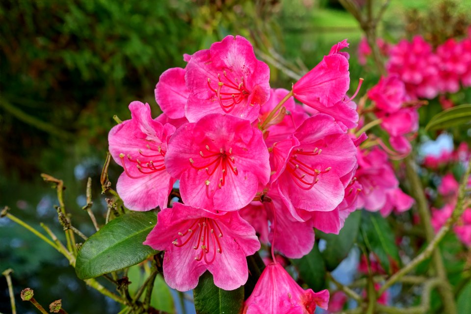 Rhododendron 'Corona' - Sheffield Park and Garden - East Sussex, England - DSC05544