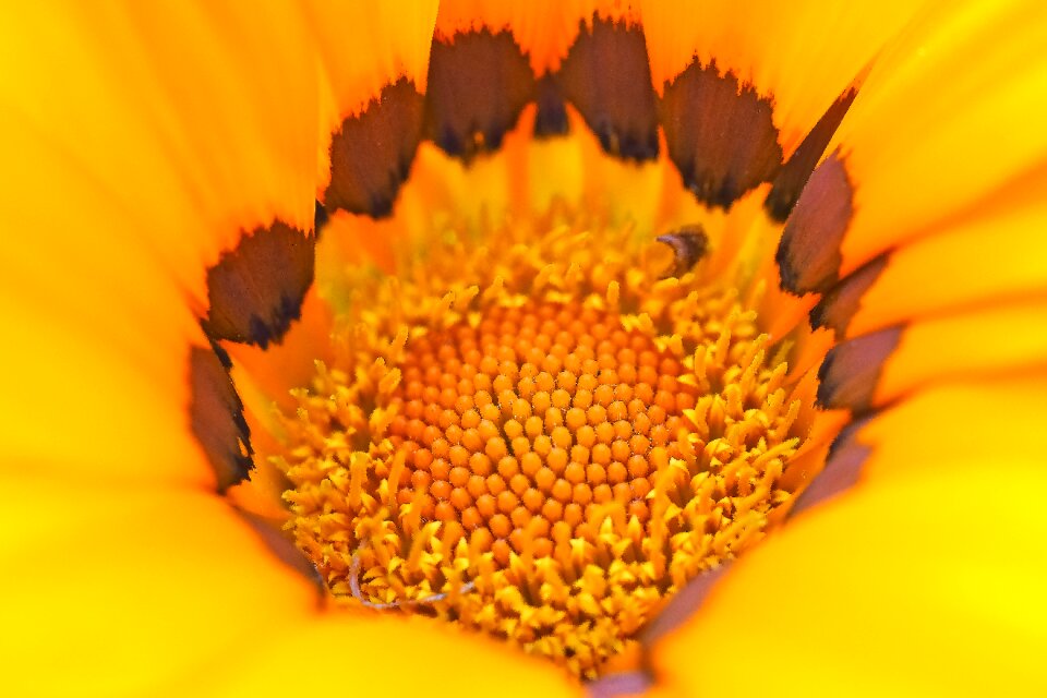 Composites flowers cape daisies