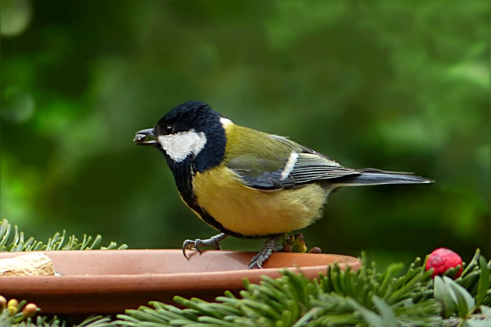 Parus major foraging garden