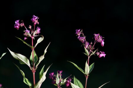 Impatiens glandulifera indian springkraut red spring herb