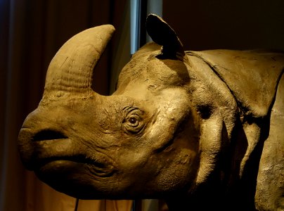 Rhinoceros - Museum fur Naturkunde, Berlin - DSC00217