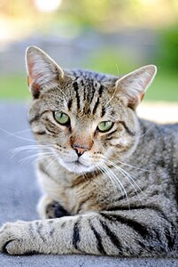 Cat animals outdoors