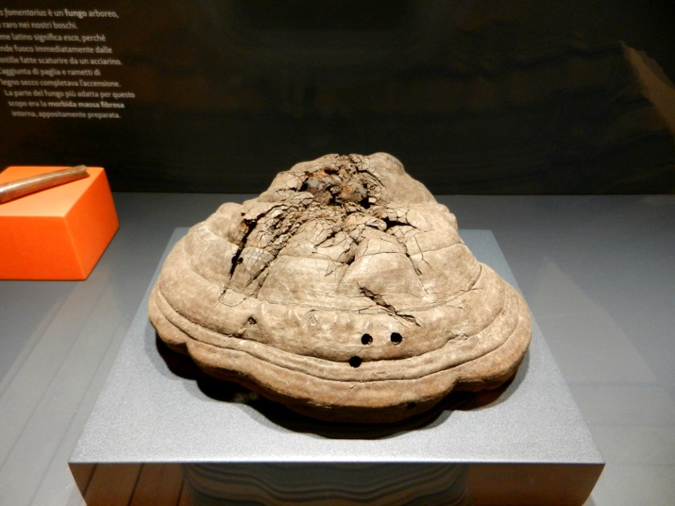 Reperti Museo delle palafitte di Fiavè 15