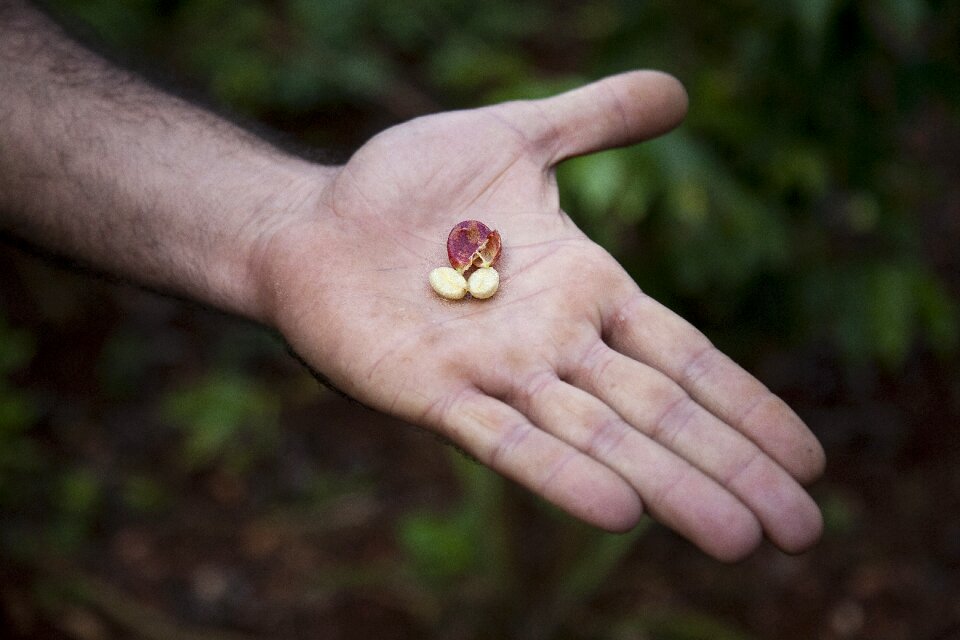 Coffee plantation plantation cuba