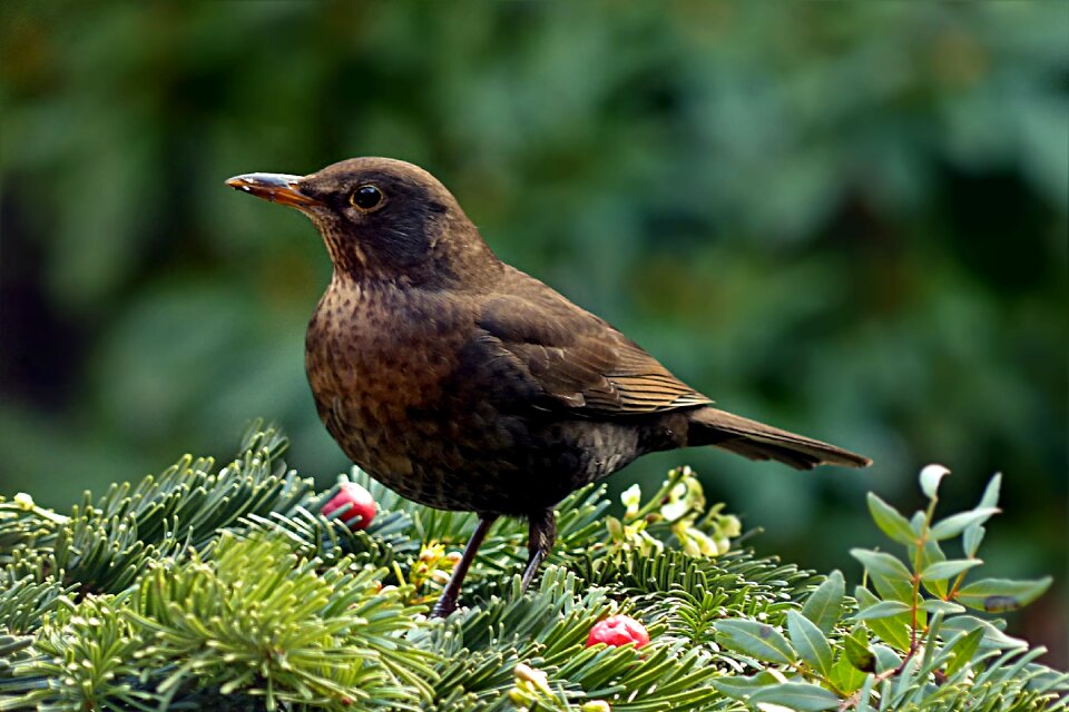 Female foraging garden