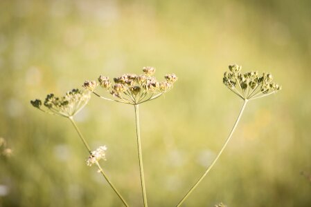 Summer seeds close up